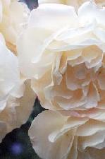 Close up picture of climbing rose 'Buff Beauty'