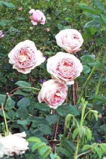 Abraham Darby rose bush growing in a garden setting with numerous open blooms
